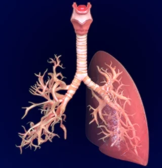 Explore how idiopathic pulmonary fibrosis impacts brain health, cognition, and quality of life