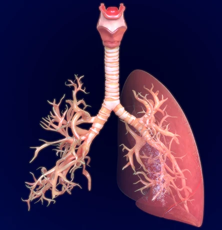 Beyond the Lungs: The Links Between Idiopathic Pulmonary Fibrosis and Cognitive Well-Being
